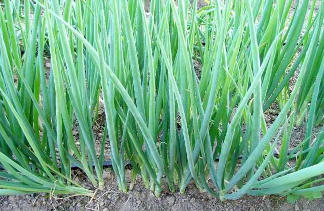 Planting Onion Greens