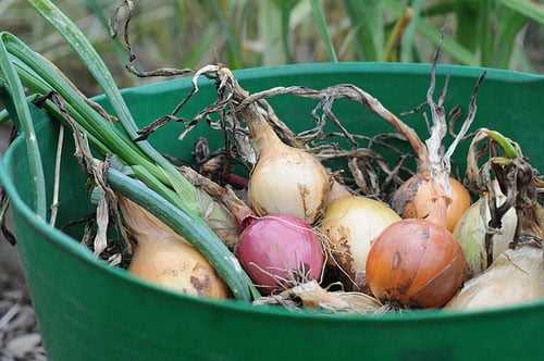 Choosing the Right Onion Bulbs