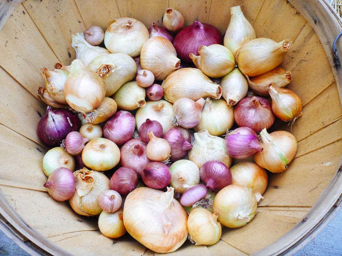 4. Fertilizing Onions