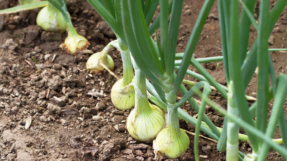 Growing Onions: How to Cultivate and Care for These Delicious Bulbs