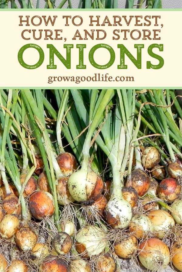 2. Curing Onions