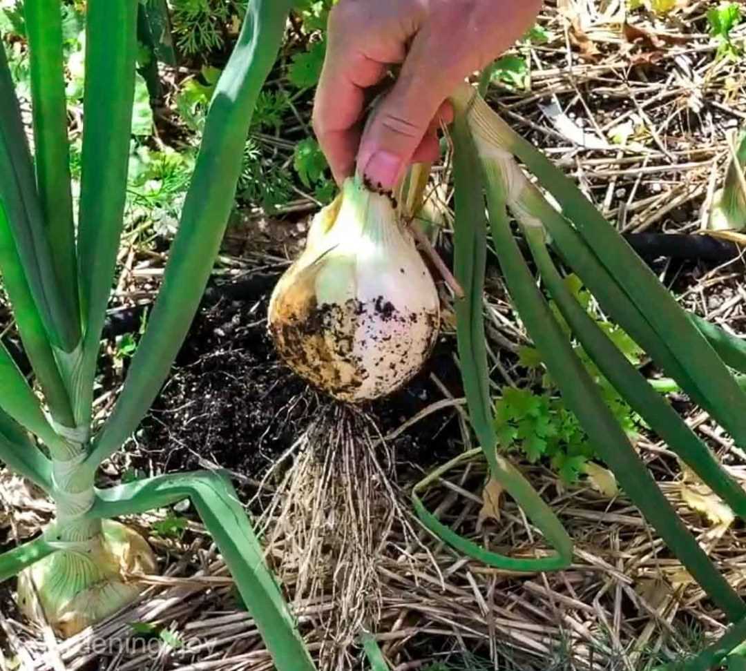 8. Harvesting and Storage