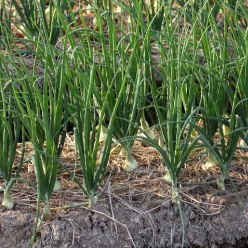 Tips for Success: Dos and Don'ts of October Onion Planting