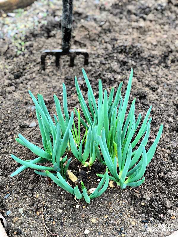  Planting and Care Tips for Perennial Batons 