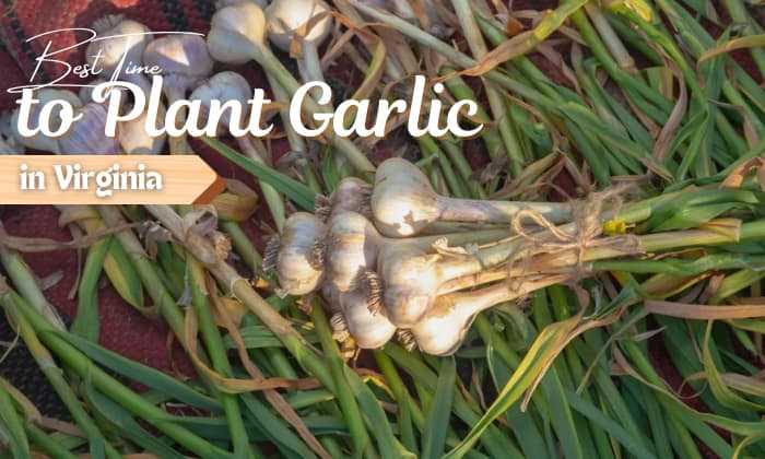 Importance of Planting Dates for Winter Garlic