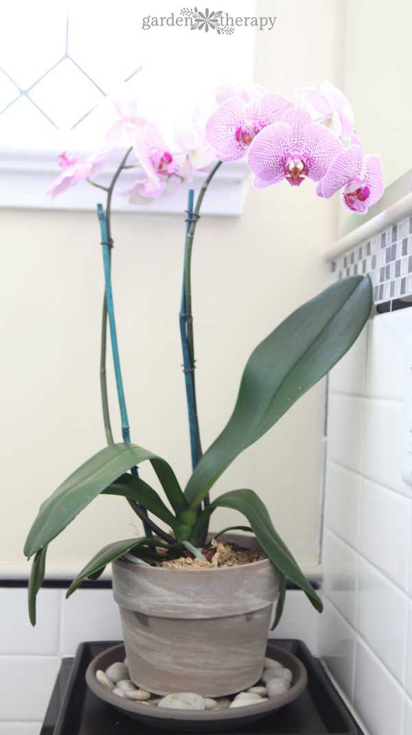 Step-by-Step Guide to Separating Baby Orchids