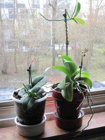 2. Watering Orchids