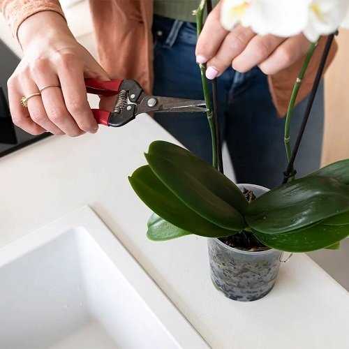 1. Placing Orchids in the Right Environment