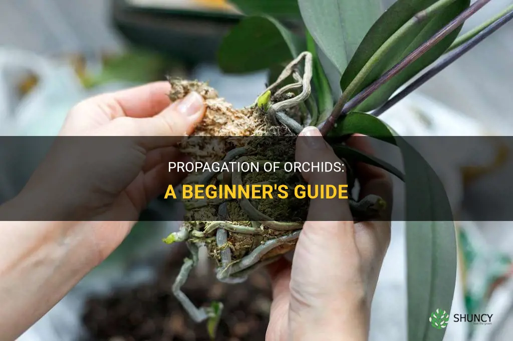 3. Backbulb Propagation