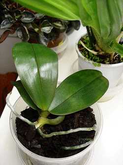 4. Fertilizing Orchids