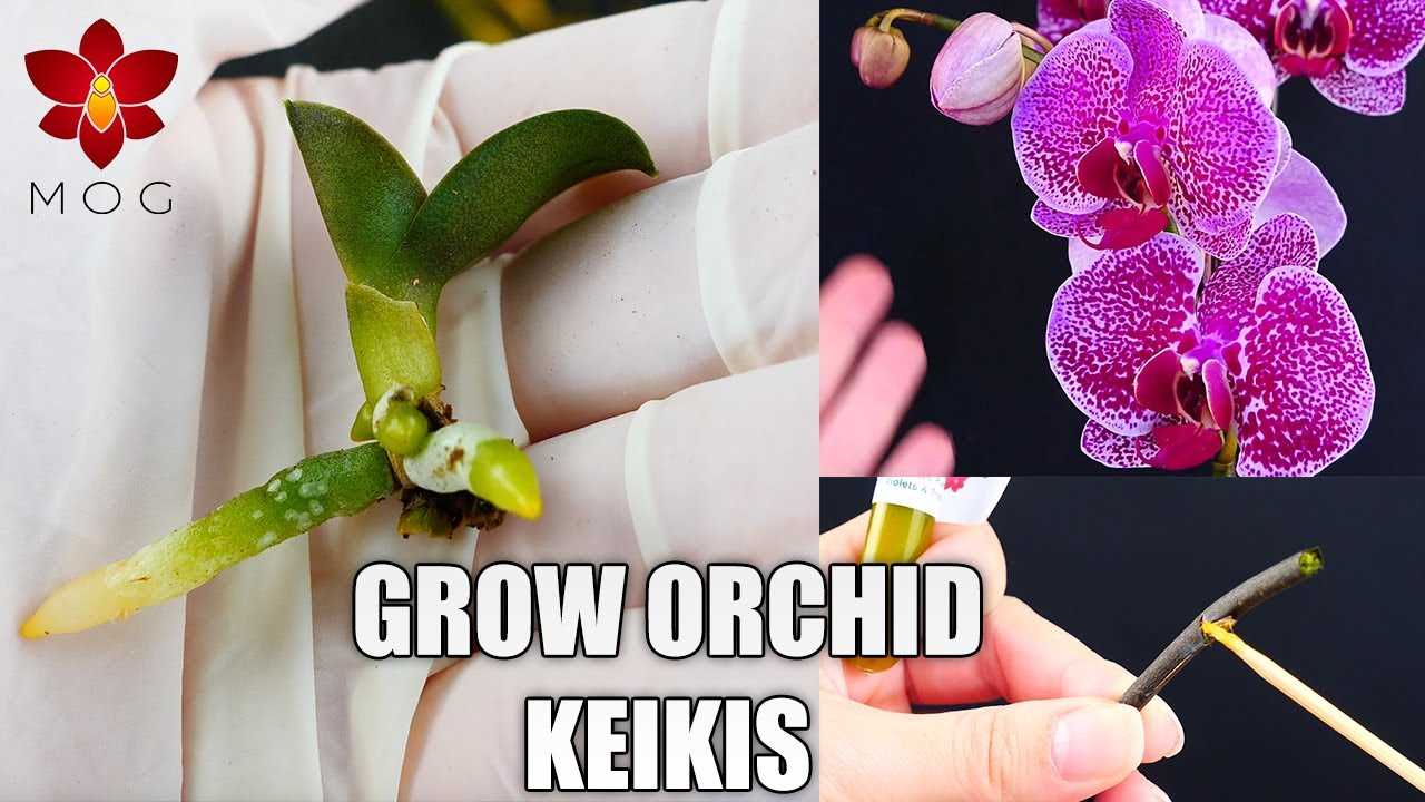 Caring for Newly Separated and Transplanted Orchids