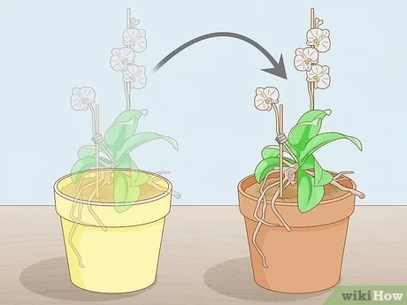 When to Repot: