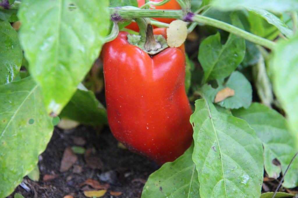 The Importance of Organic Additive for Planting Peppers in Soil