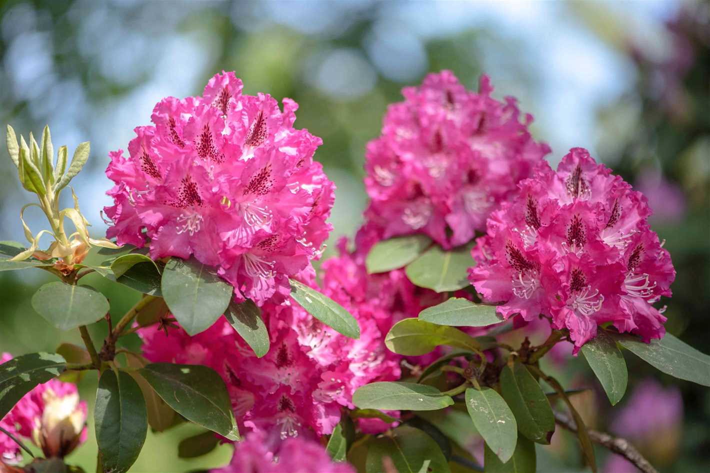 overwintering rhododendrons basic requirements f quzjjqgd