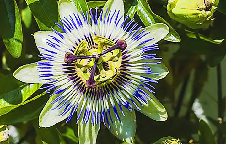 Tips for Caring for Passionflowers at Home