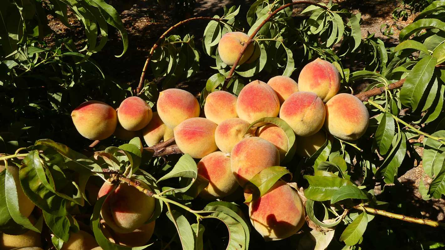 peach growing in the garden species and varieties q54ny2hs
