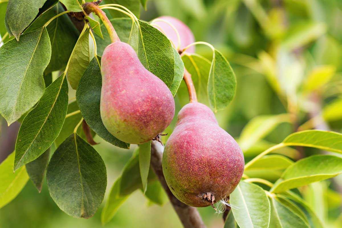 Growing Pear Trees in the Garden