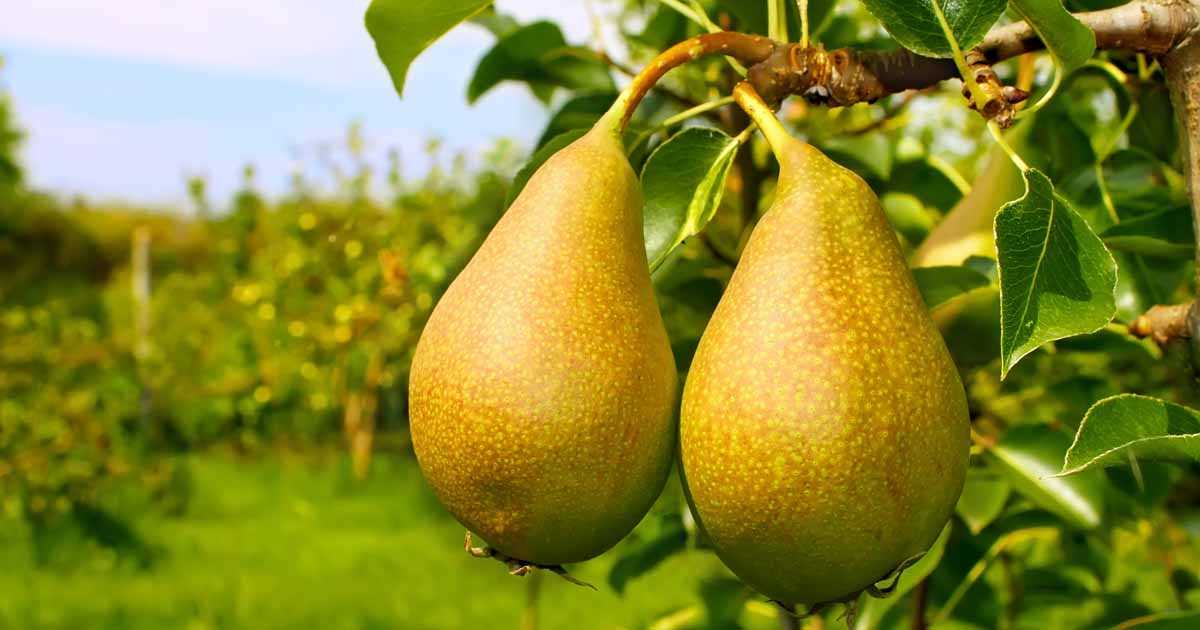 Tips for Planting Pear Trees