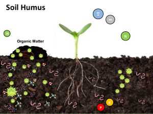 Benefits of Using Humus