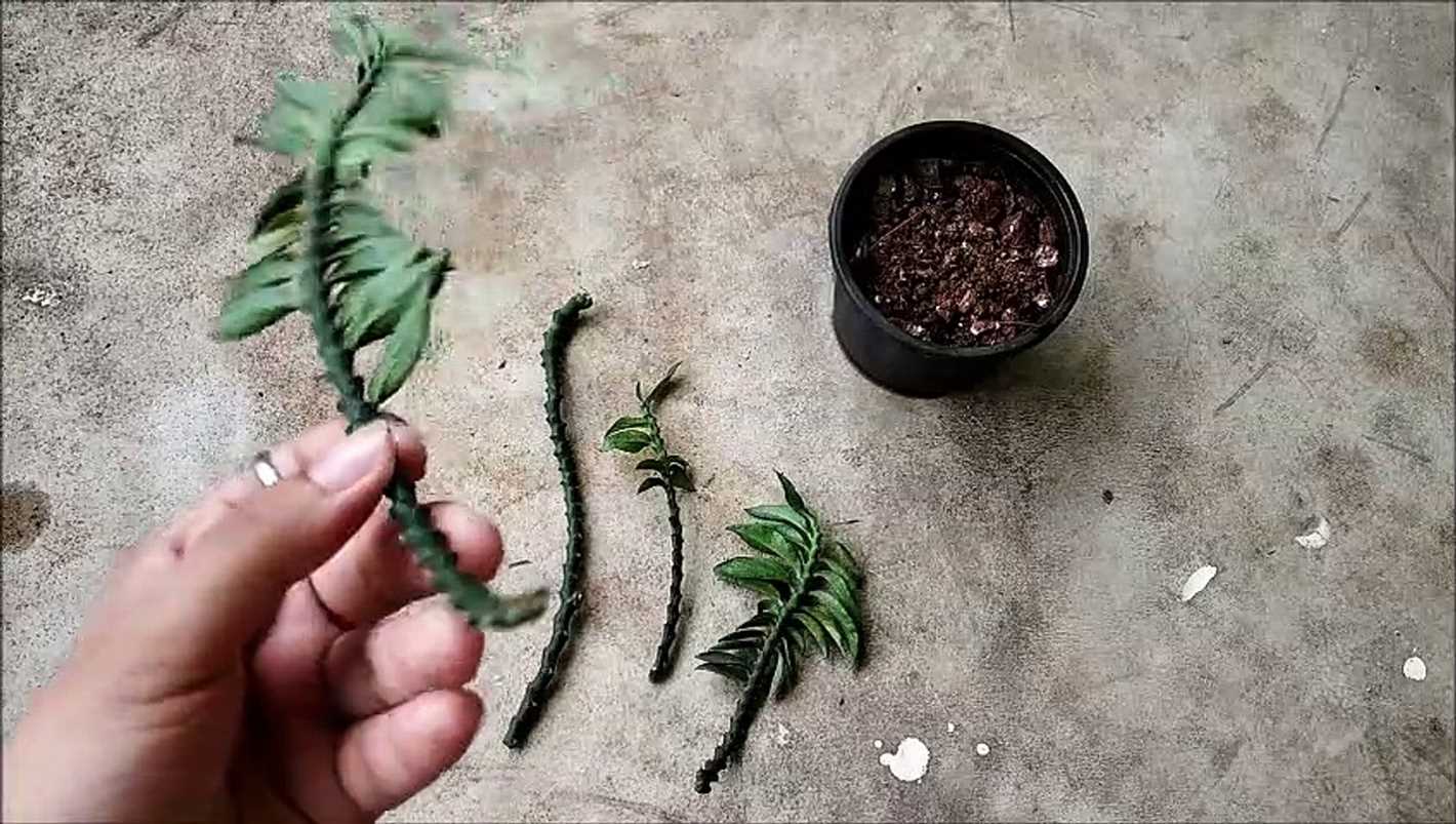 Caring for Propagated Pedilanthus