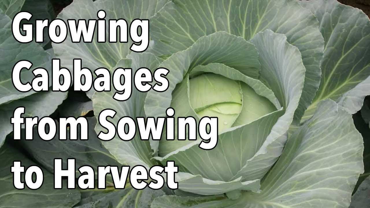 Why stratify Peking cabbage seeds?