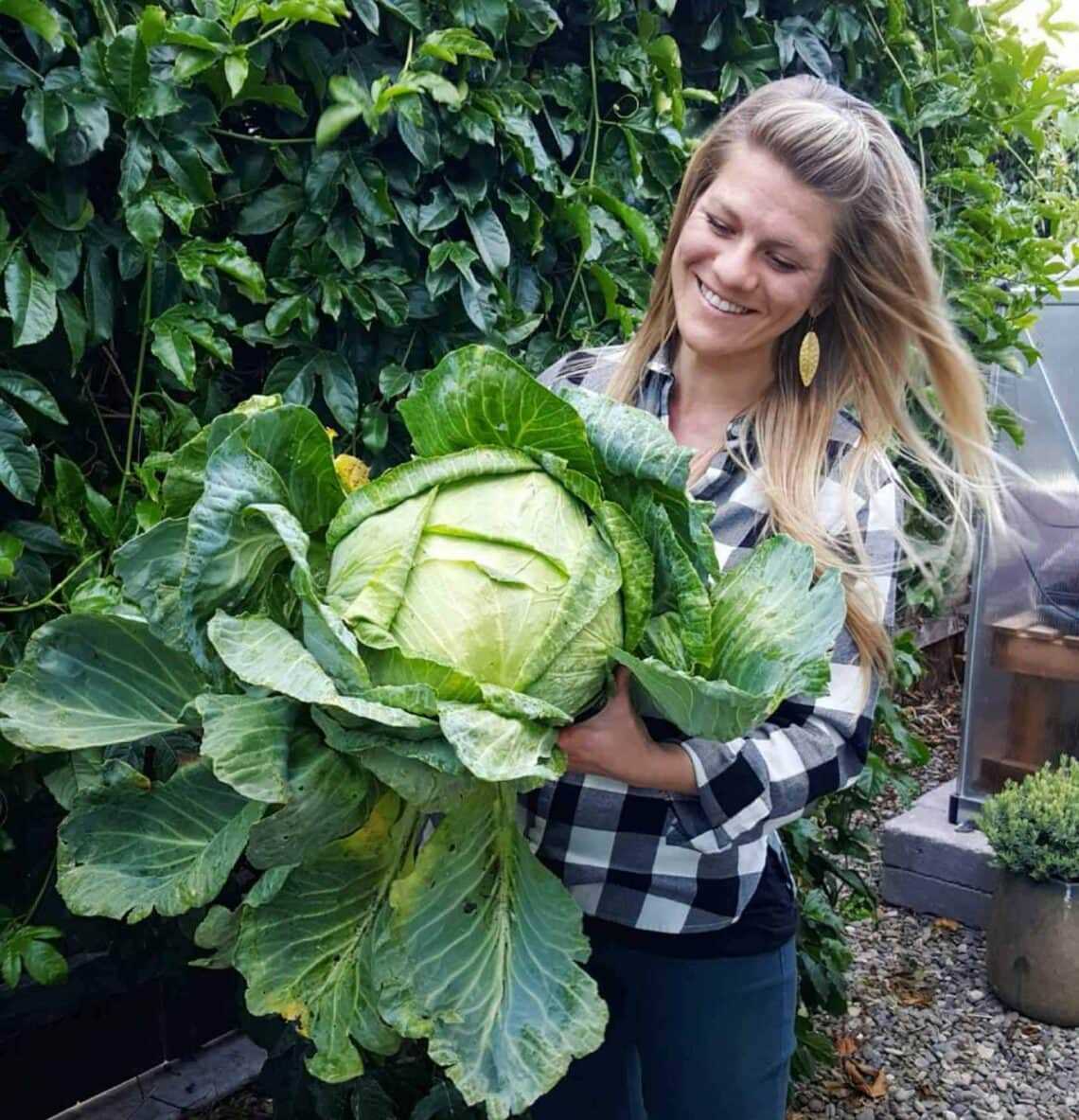 Optimal Sowing Dates for Peking Cabbage