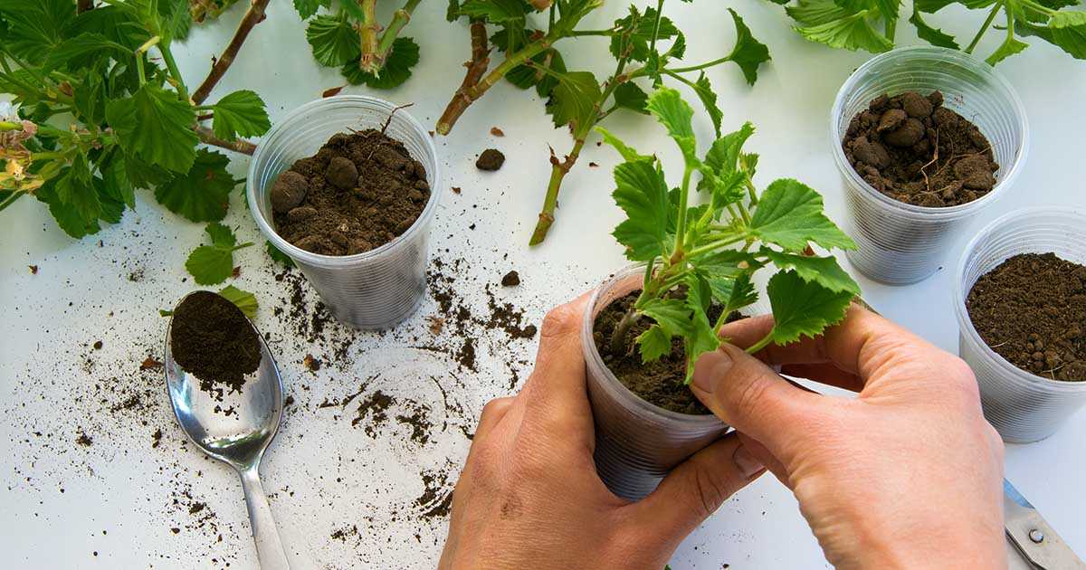 Transplanting Pelargonium Seedlings Step-by-Step