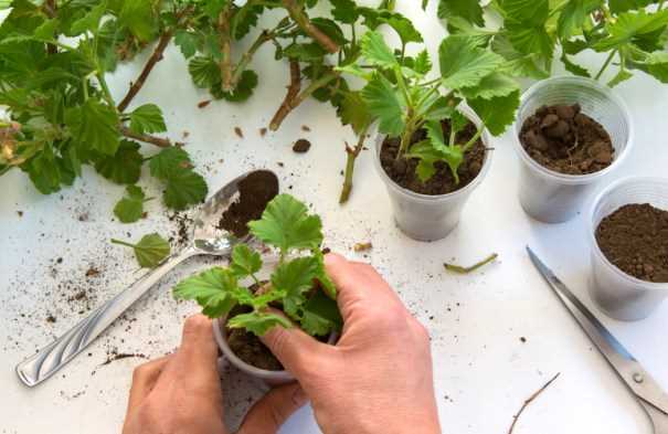 Step 2: Water the Seedlings