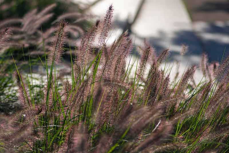 Protecting Pennisetum from Pests and Diseases