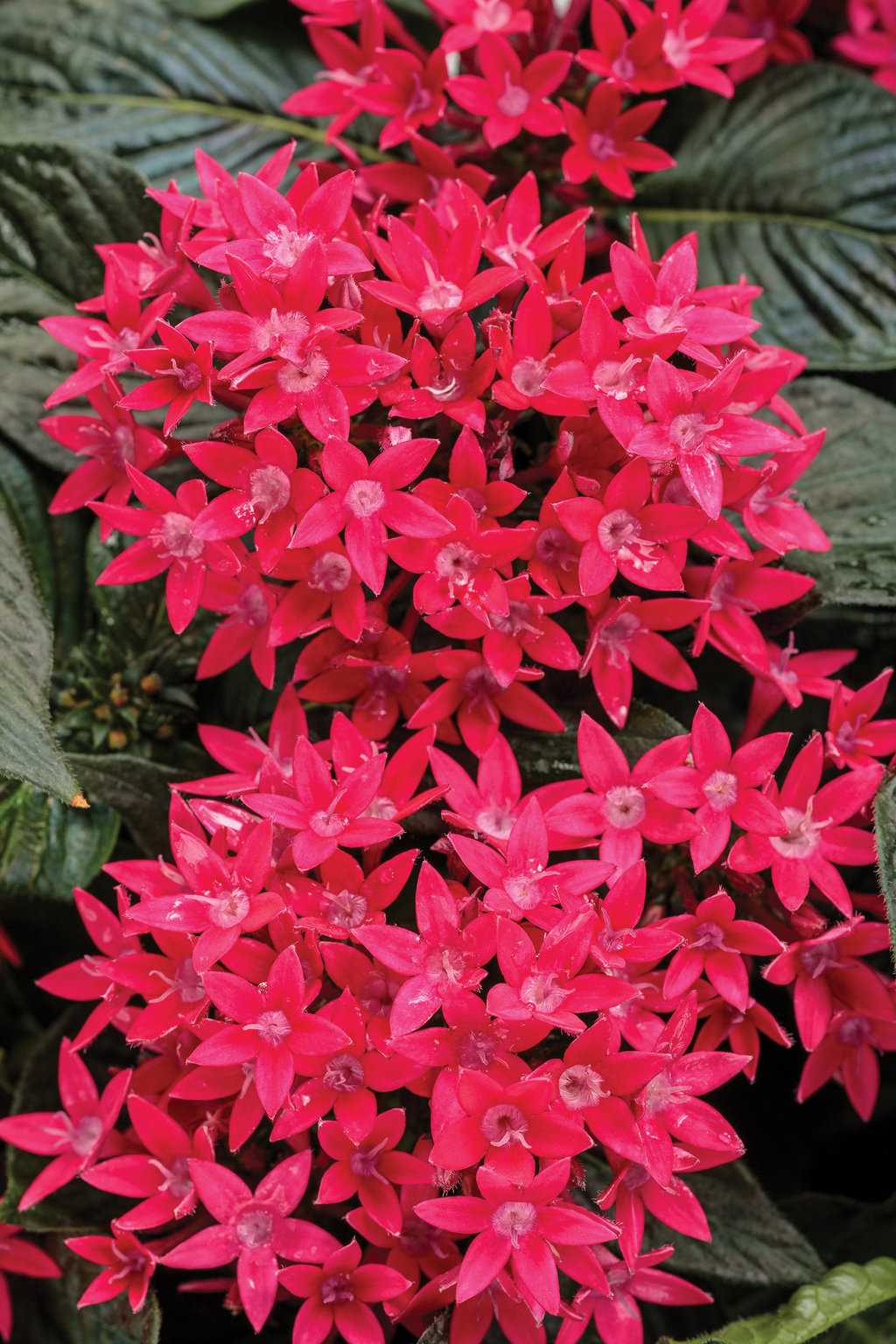 Pest and Disease Prevention for Pentas lanceolata