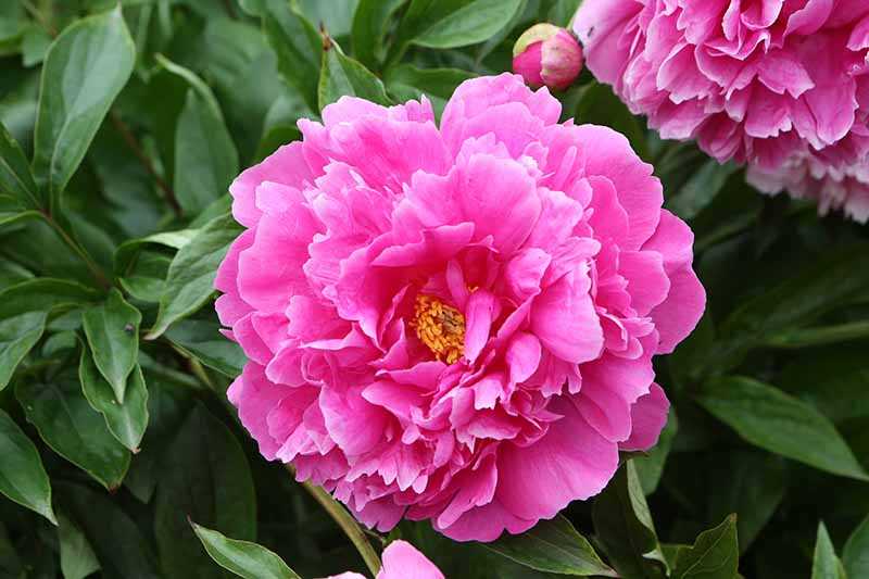 Arranging Peonies in a Vase: Techniques for Creating Stunning Floral Displays