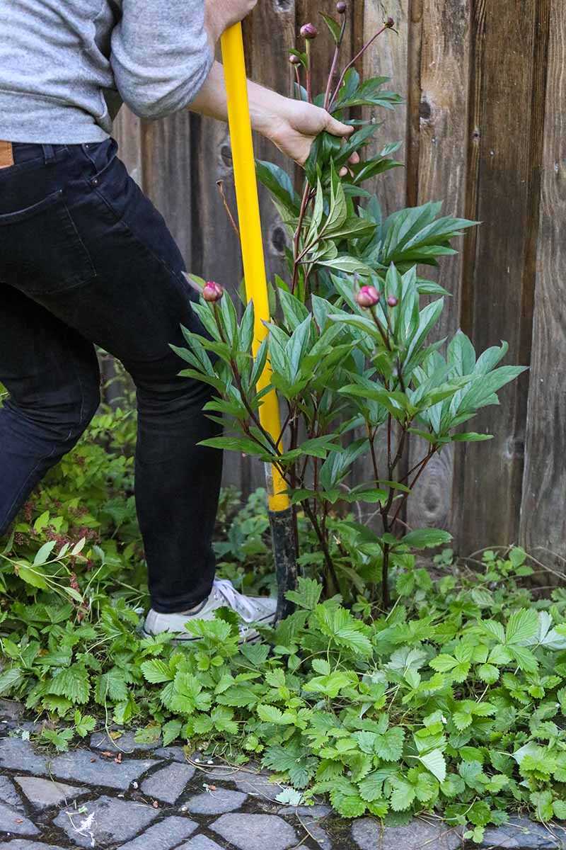 3. Root Cuttings