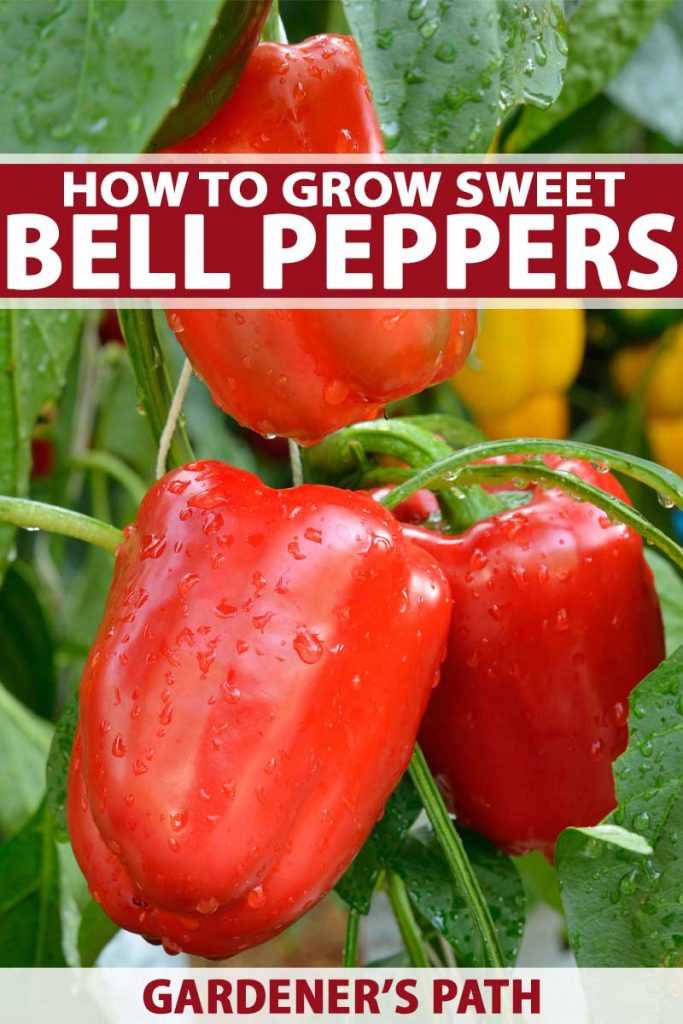 5. Enjoying Your Peppers