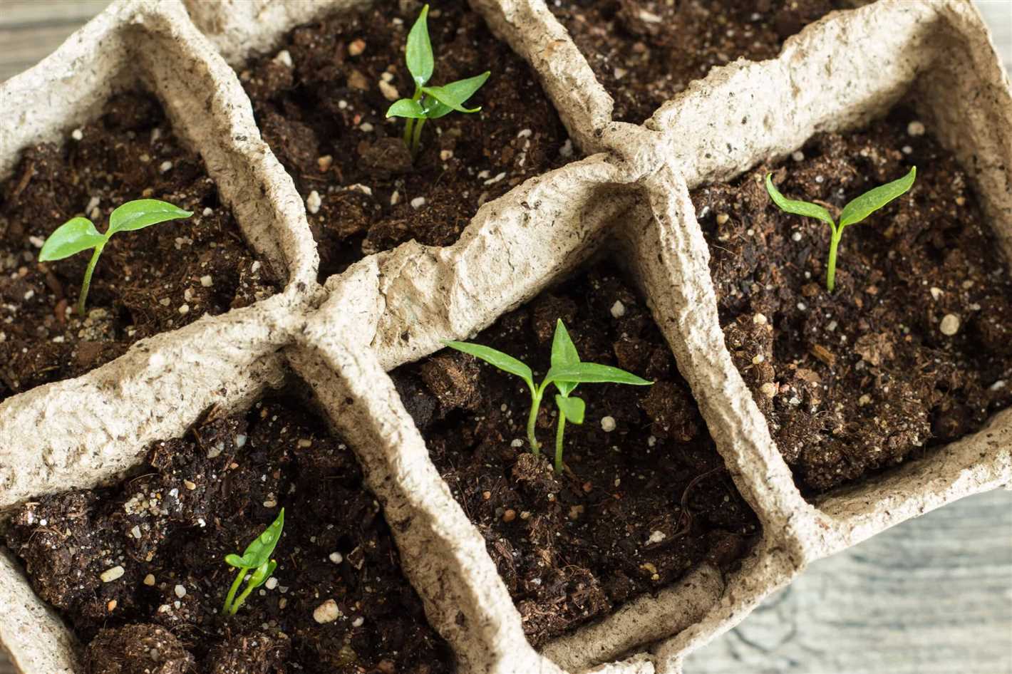 Pepper Seedlings