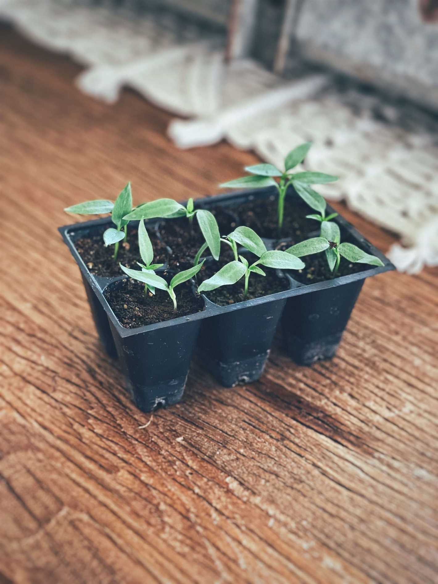 Step 2: Starting seeds indoors