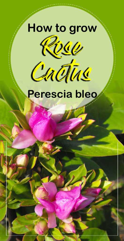 Providing Adequate Sunlight for Your Pereskia