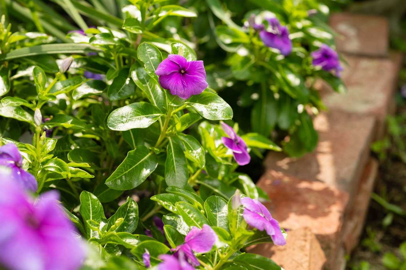 Periwinkle Plants: Sunlight and Watering Needs