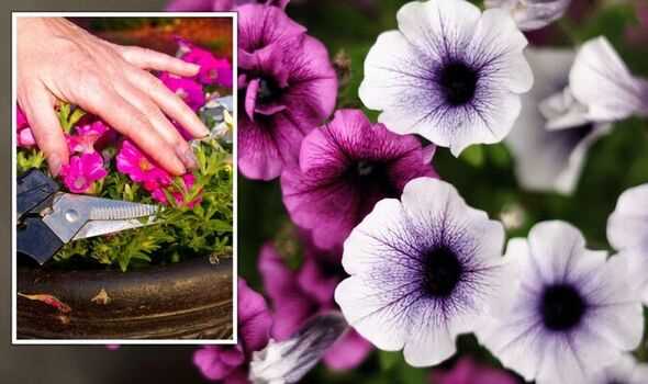 The Art of Picking Petunias