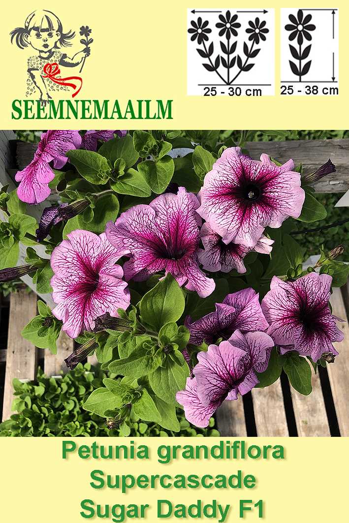petunia sowing dragee seeds for seedlings h6vk3ebn