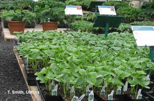 Tip 4: Use Disease-Resistant Varieties