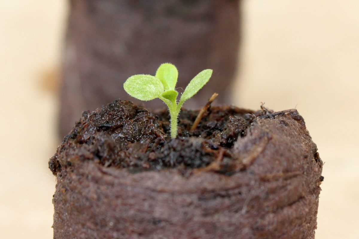 Tip 1: Provide Proper Watering