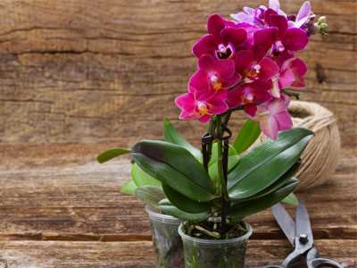 Propagating Phalaenopsis Orchids: Step-by-Step Guide