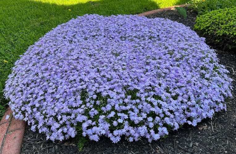 Harvesting and Saving Phlox Seeds