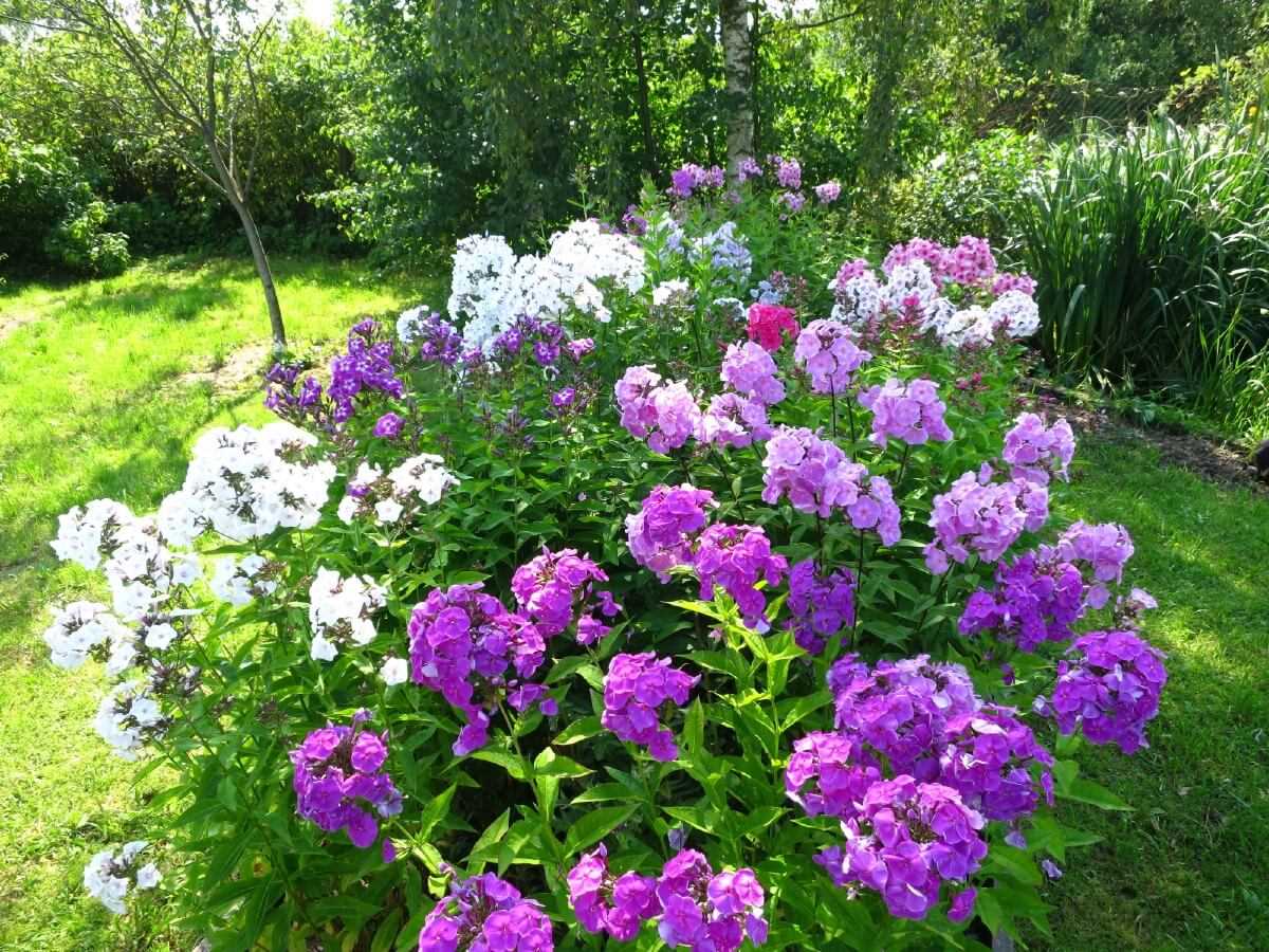 Discover the Beauty of Phlox schistosides in Your Low-Maintenance Garden