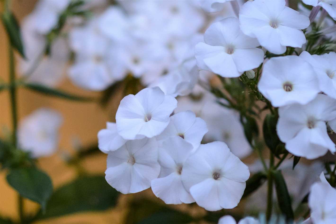 Growing Phlox Spikenard: Ideal Conditions