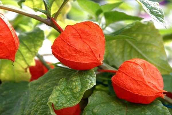 The Origin and History of Physalis Plants