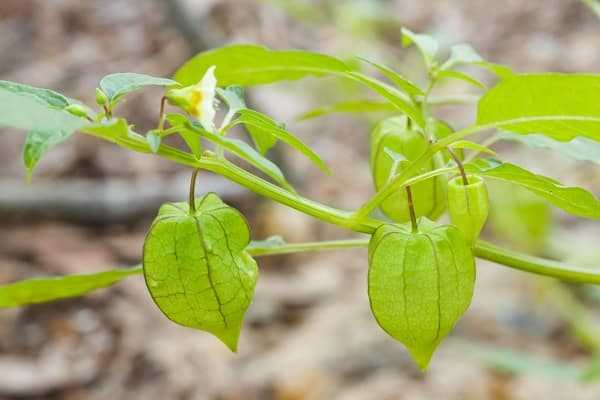 Planting Physalis: Step-by-Step Guide