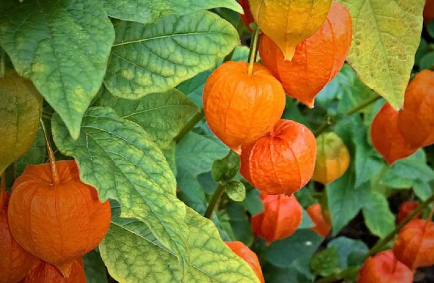 7. Physalis heterophylla