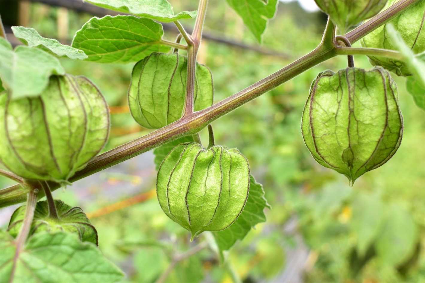 5. Physalis pruinosa