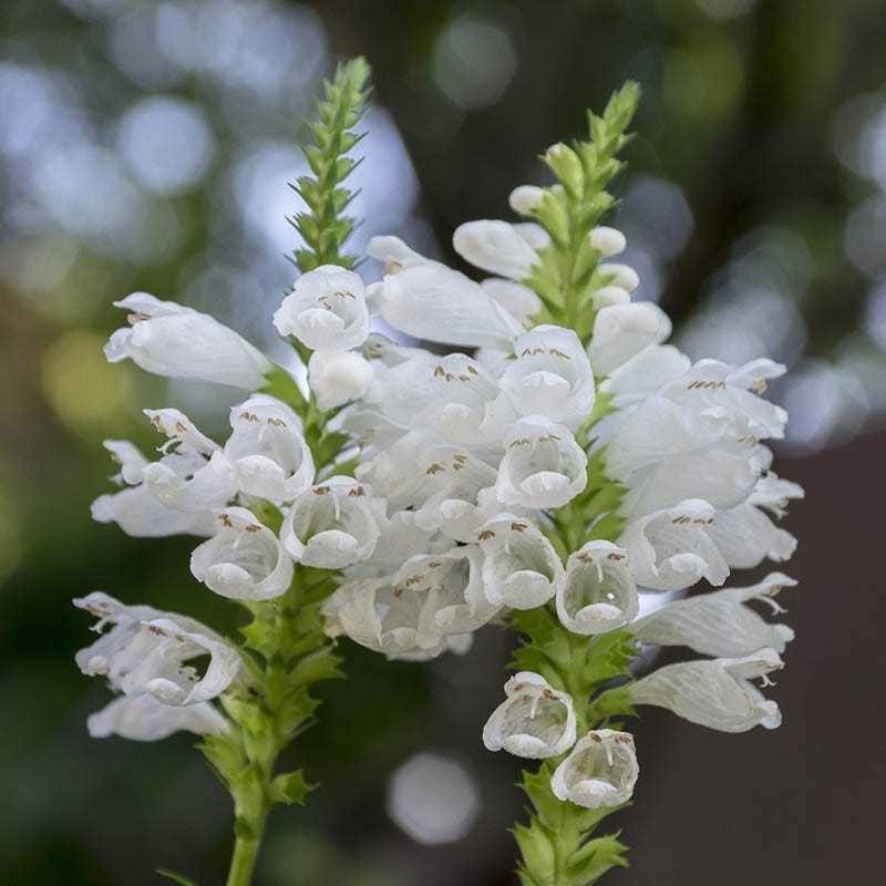 physostegia growing from seeds species and varieti p9tfqkap